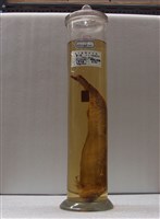 藏品(寶刀魚)的圖片